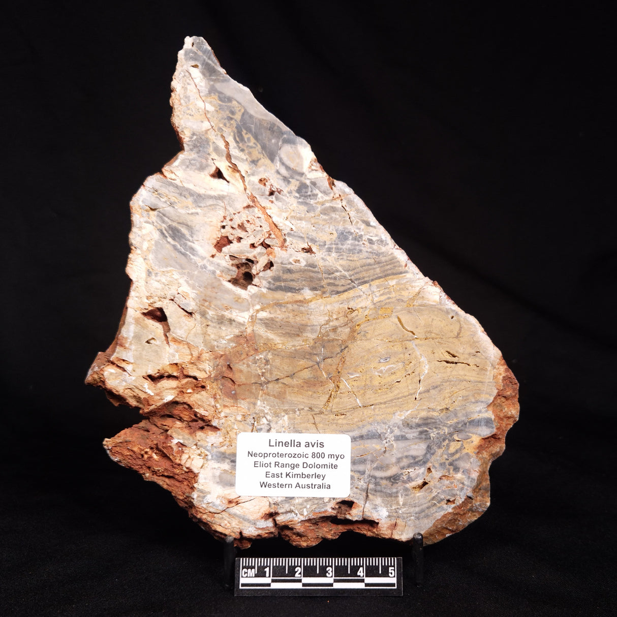 LINELLA AVIS STROMATOLITE, Neoproterozoic, Australia ZLA073