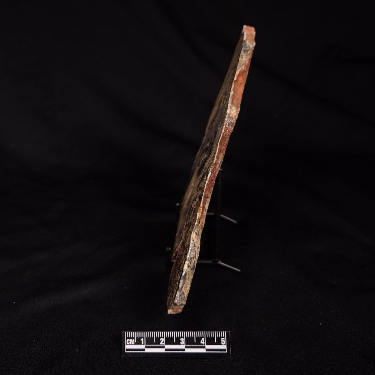 LINELLA AVIS STROMATOLITE, Neoproterozoic, Australia ZLA074