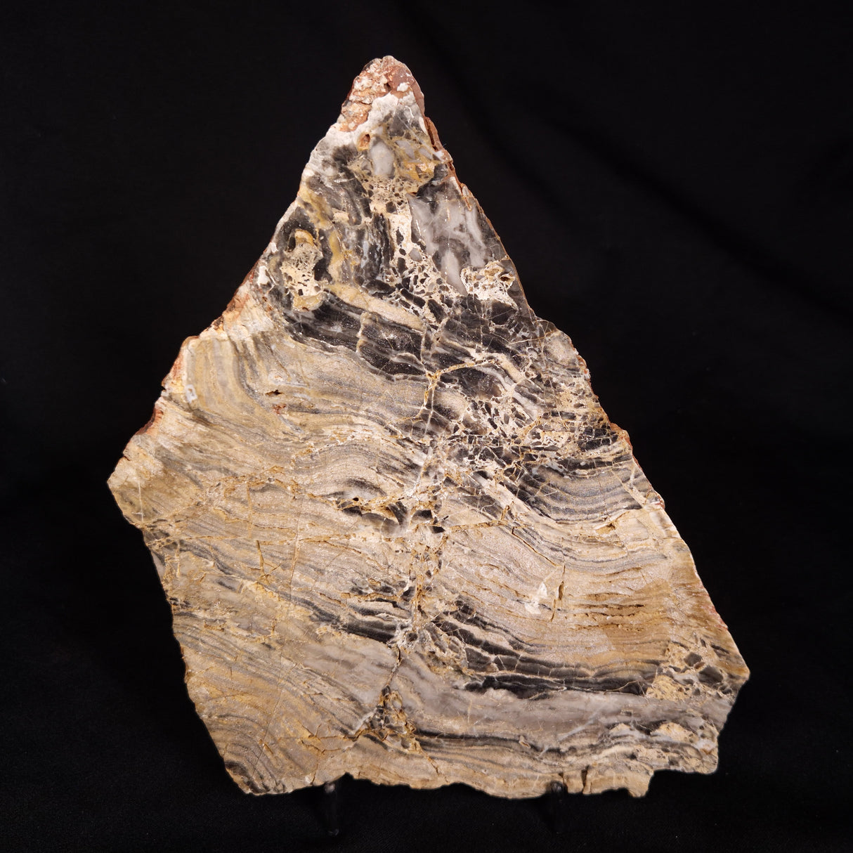 LINELLA AVIS STROMATOLITE, Neoproterozoic, Australia ZLA075
