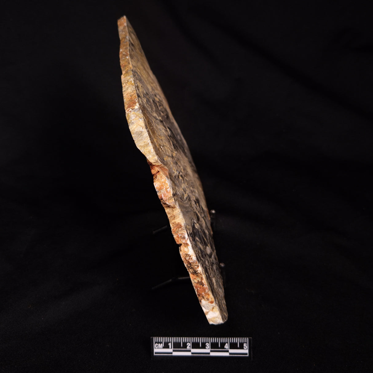 LINELLA AVIS STROMATOLITE, Neoproterozoic, Australia ZLA077