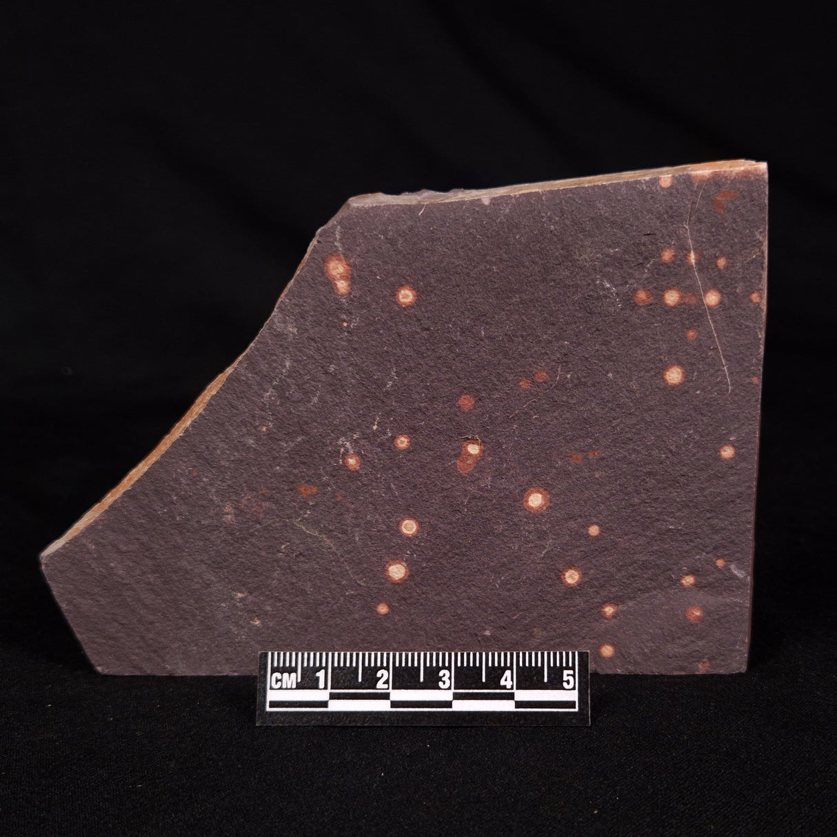 ASTRONOMITE, Australia XAS002