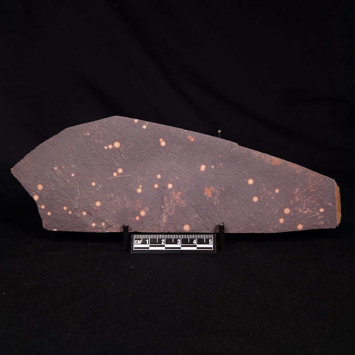 ASTRONOMITE, Australia XAS004