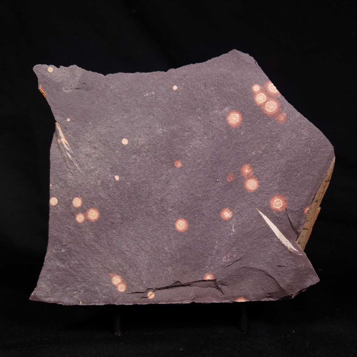 ASTRONOMITE, Australia XAS006