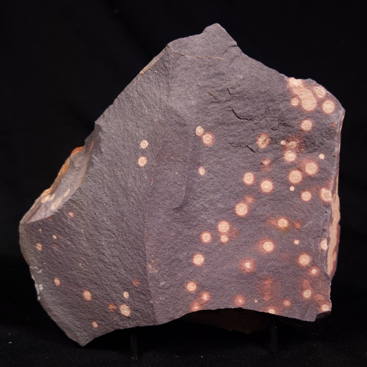ASTRONOMITE, Australia XAS007