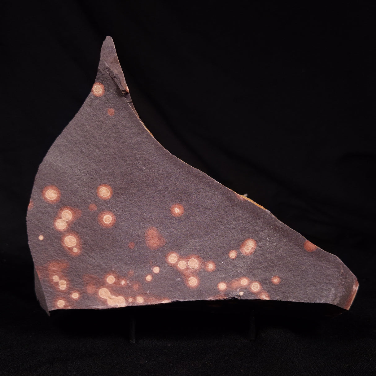 ASTRONOMITE, Australia XAS009