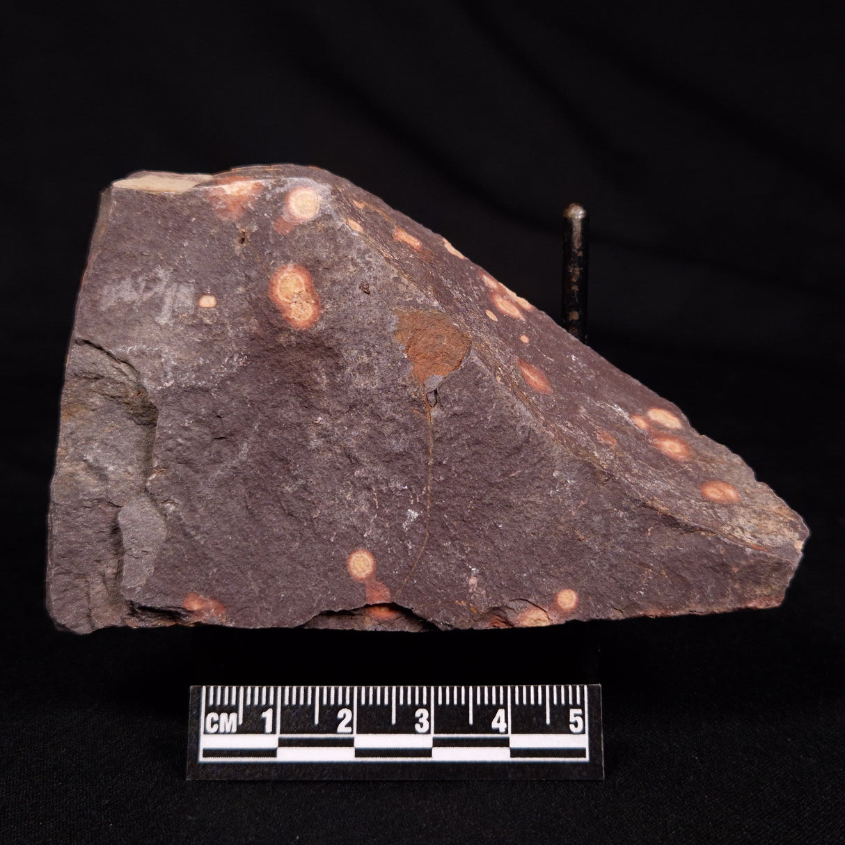ASTRONOMITE, Australia XAS013