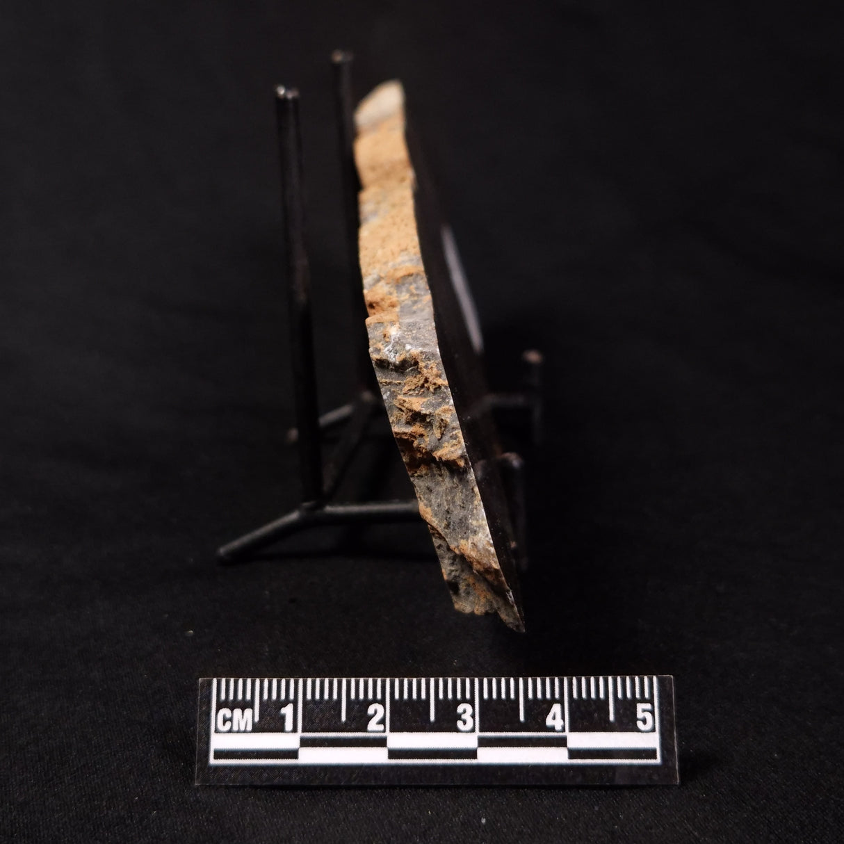 PLATELLA CF. ANASATA, Paleoproterozoic, Canada ZPS002