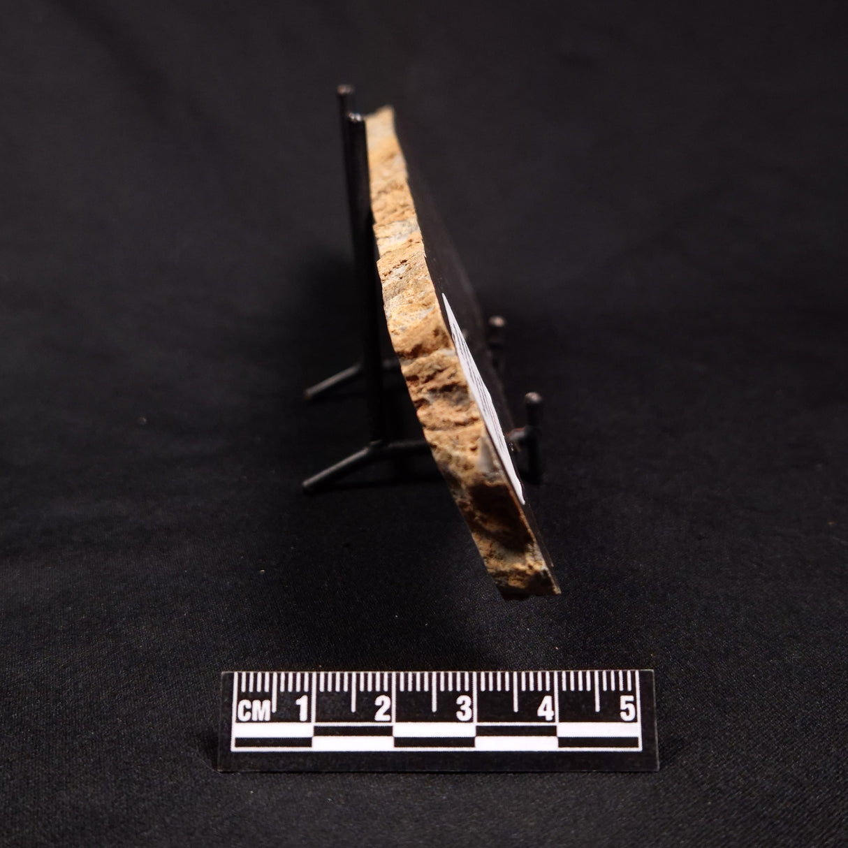 PLATELLA CF. ANASATA, Paleoproterozoic, Canada ZPS004