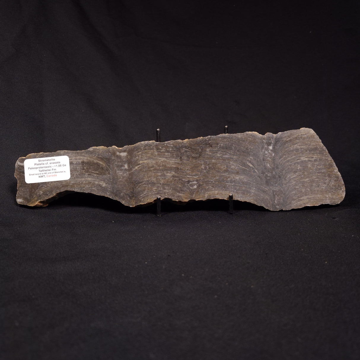 PLATELLA CF. ANASATA, Paleoproterozoic, Canada ZPS005