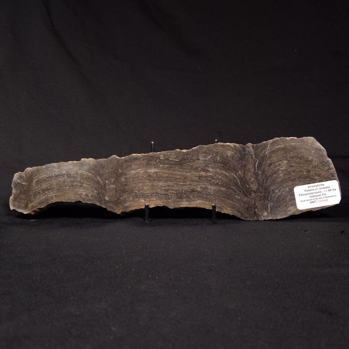 PLATELLA CF. ANASATA, Paleoproterozoic, Canada ZPS006