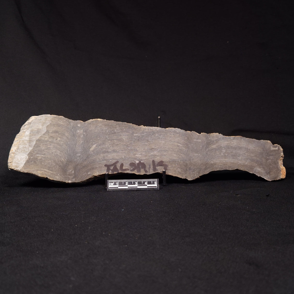 PLATELLA CF. ANASATA, Paleoproterozoic, Canada ZPS006