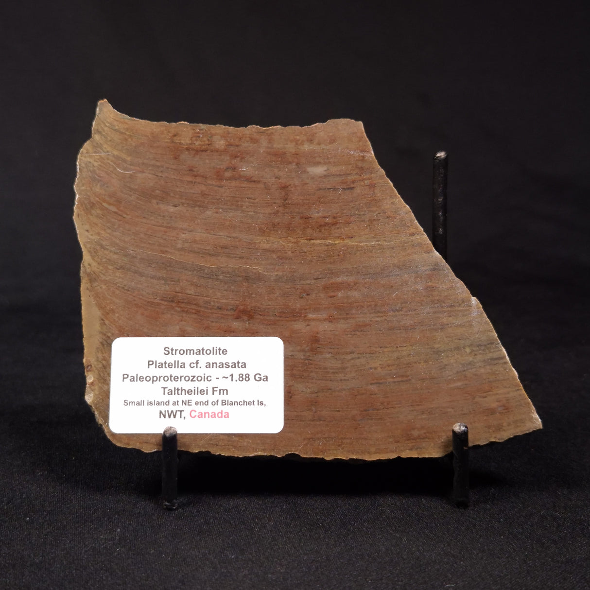 PLATELLA CF. ANASATA, Paleoproterozoic, Canada ZPS009