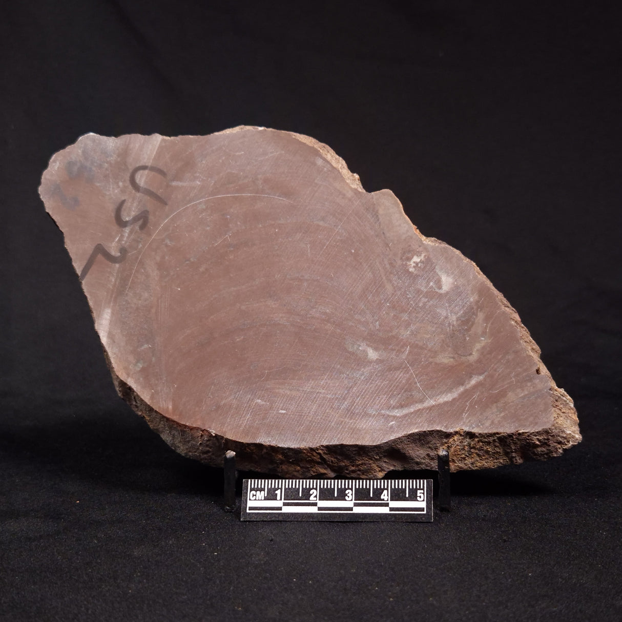 PLATELLA CF. ANASATA, Paleoproterozoic, Canada ZPS010