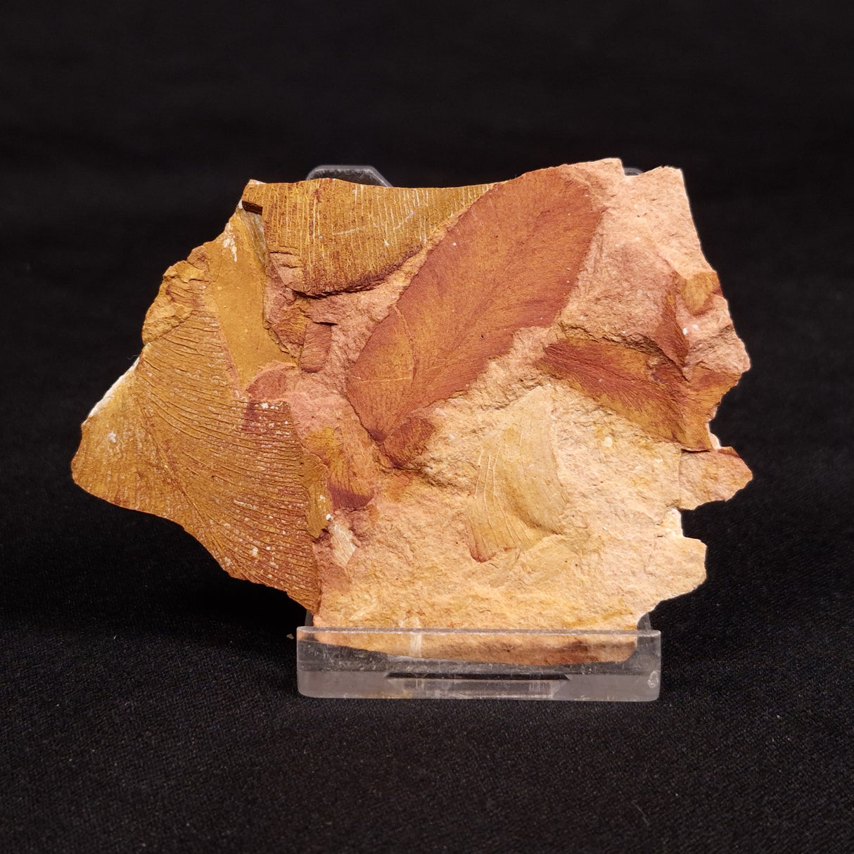 GLOSSOPTERIS BROWNIANA LEAF FOSSIL, Permian, Australia YLF010