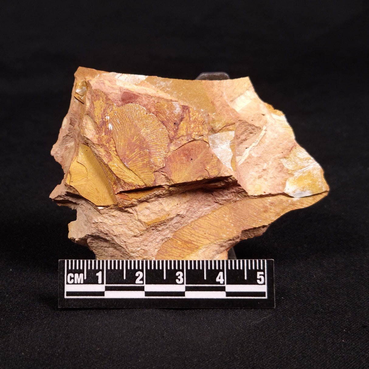GLOSSOPTERIS BROWNIANA LEAF FOSSIL, Permian, Australia YLF010