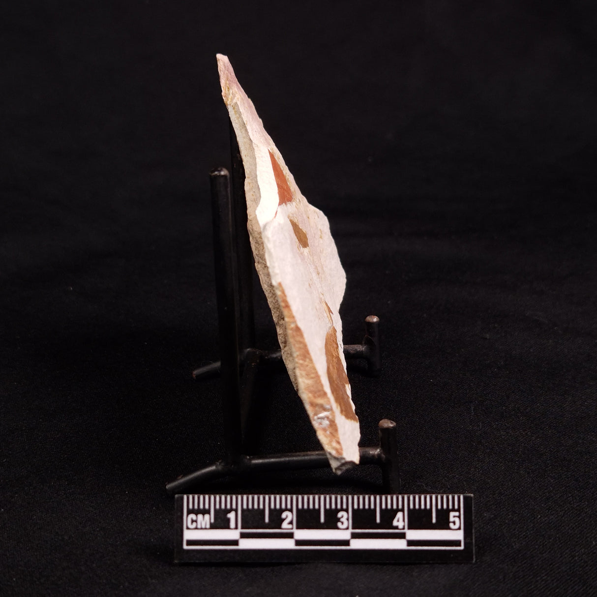 GLOSSOPTERIS BROWNIANA LEAF FOSSIL, Permian, Australia YLF011