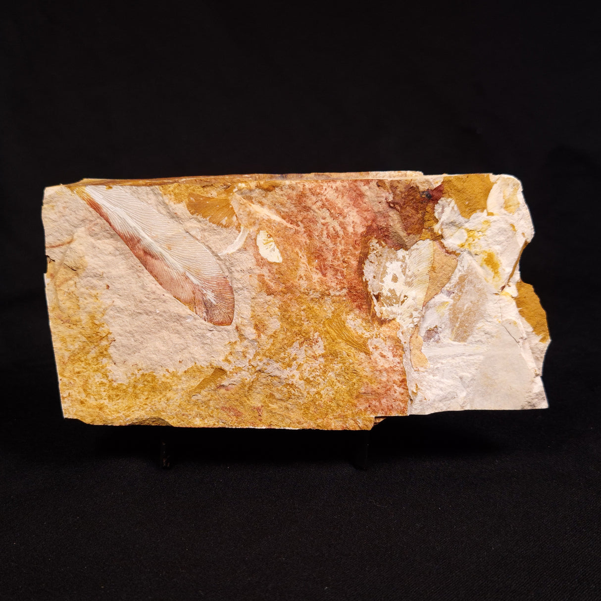 GLOSSOPTERIS BROWNIANA LEAF FOSSIL, Permian, Australia YLF012