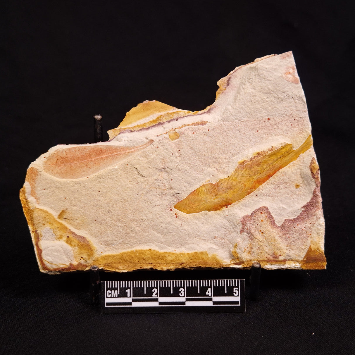 GLOSSOPTERIS BROWNIANA LEAF FOSSIL, Permian, Australia YLF013