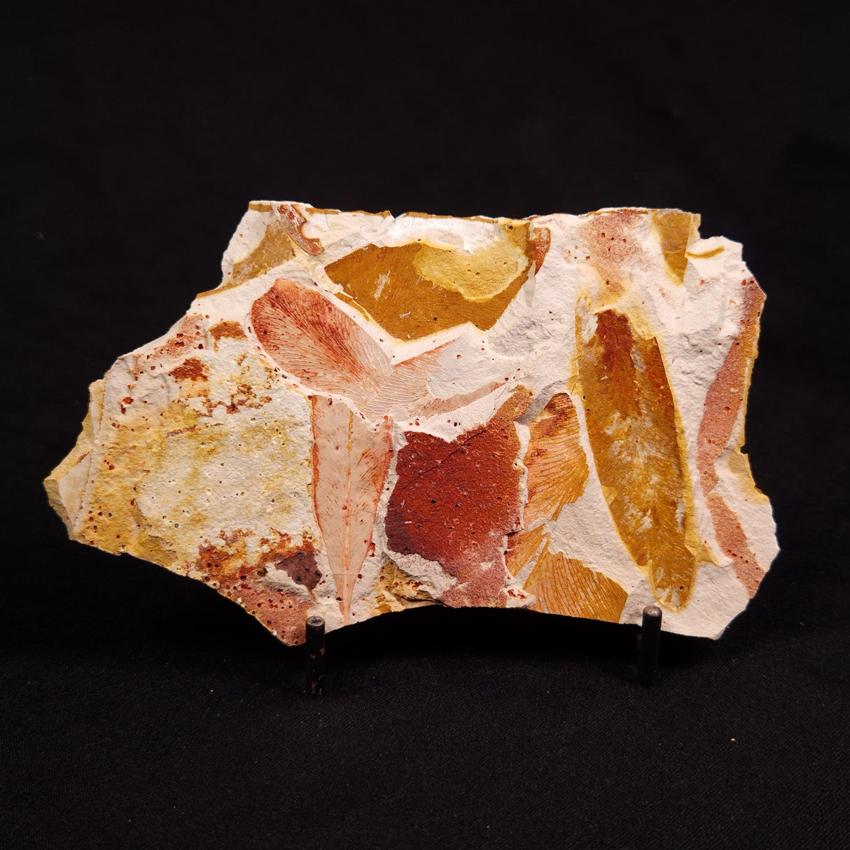 GLOSSOPTERIS BROWNIANA LEAF FOSSIL, Permian, Australia YLF015