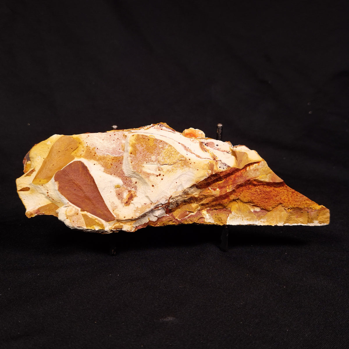 GLOSSOPTERIS BROWNIANA LEAF FOSSIL, Permian, Australia YLF018