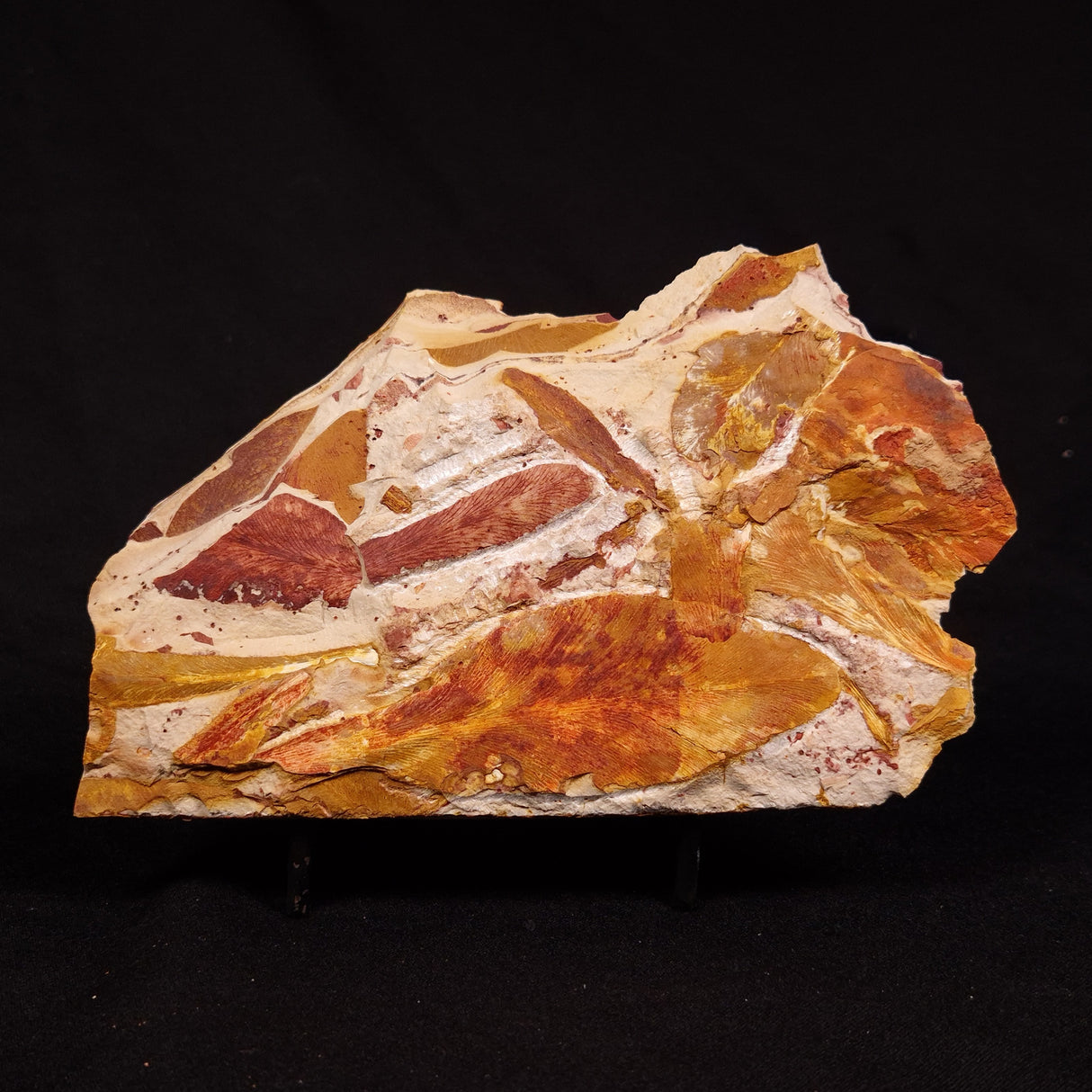 GLOSSOPTERIS BROWNIANA LEAF FOSSIL, Permian, Australia YLF020