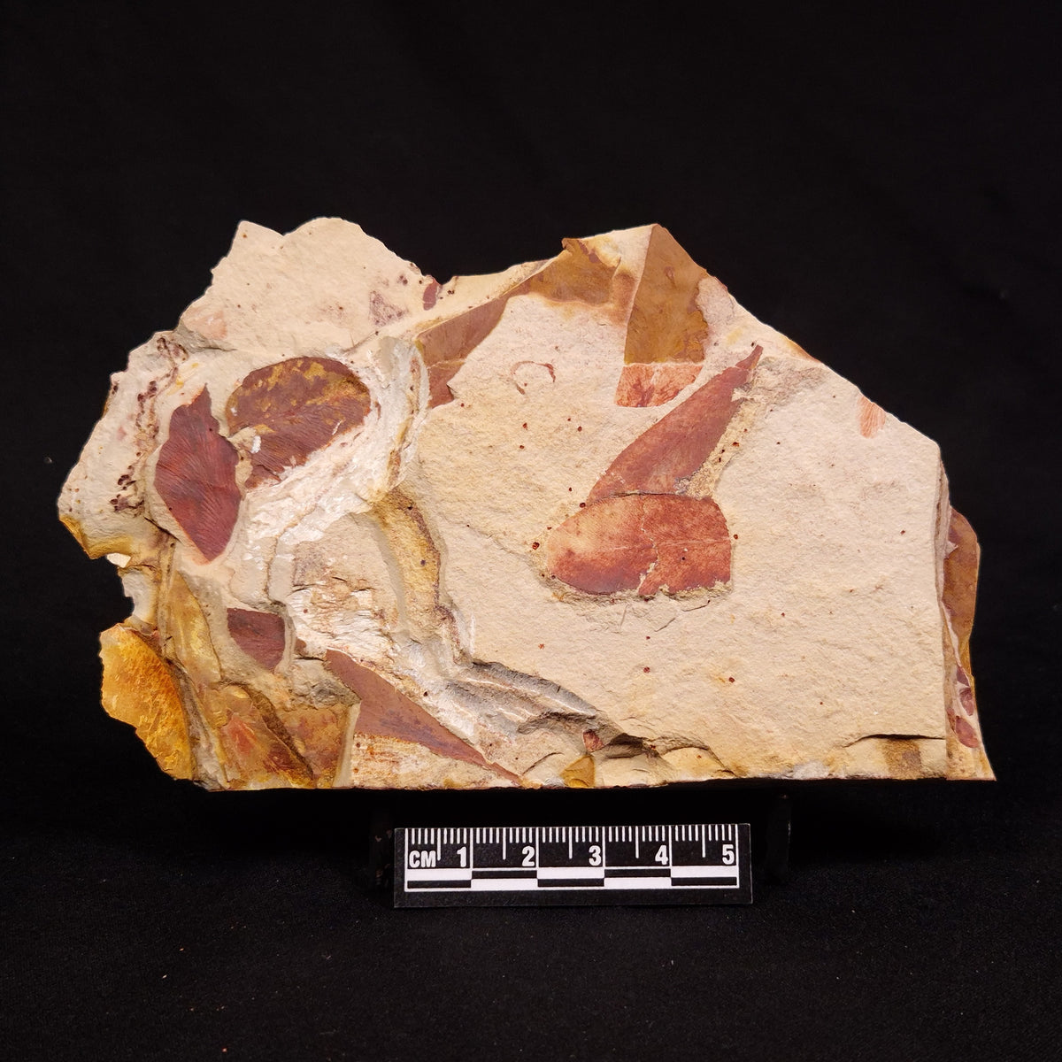 GLOSSOPTERIS BROWNIANA LEAF FOSSIL, Permian, Australia YLF020