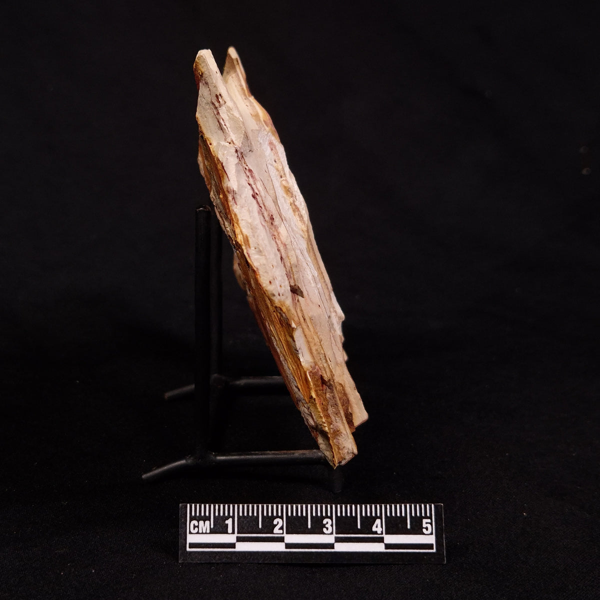 GLOSSOPTERIS BROWNIANA LEAF FOSSIL, Permian, Australia YLF020