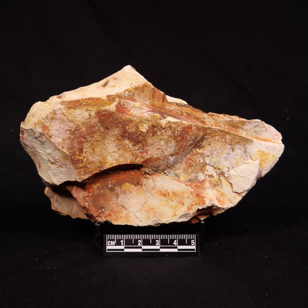 GLOSSOPTERIS BROWNIANA LEAF FOSSIL, Permian, Australia YLF021