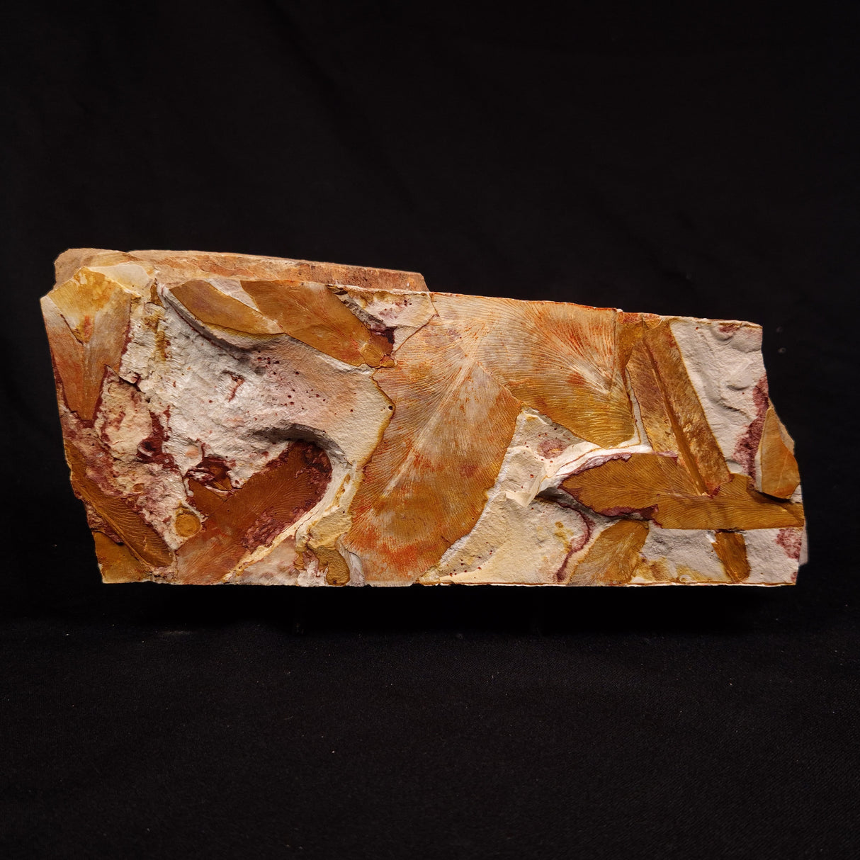 GLOSSOPTERIS BROWNIANA LEAF FOSSIL, Permian, Australia YLF022