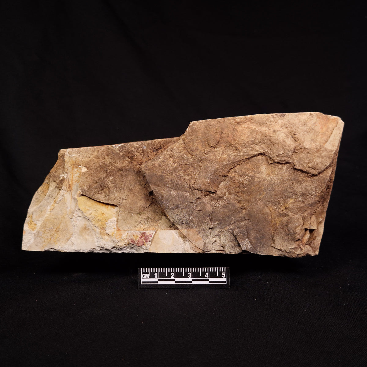 GLOSSOPTERIS BROWNIANA LEAF FOSSIL, Permian, Australia YLF022