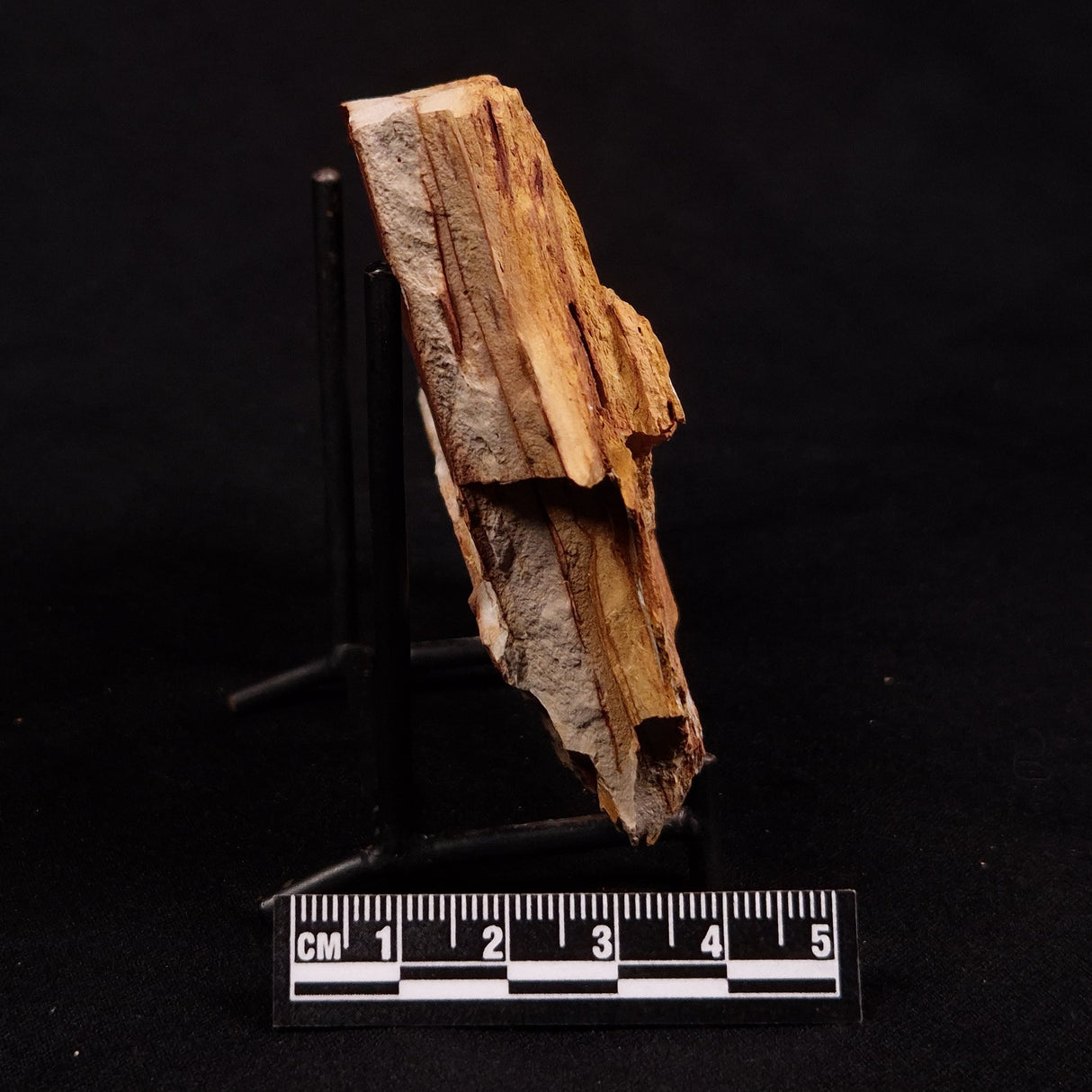 GLOSSOPTERIS BROWNIANA LEAF FOSSIL, Permian, Australia YLF023