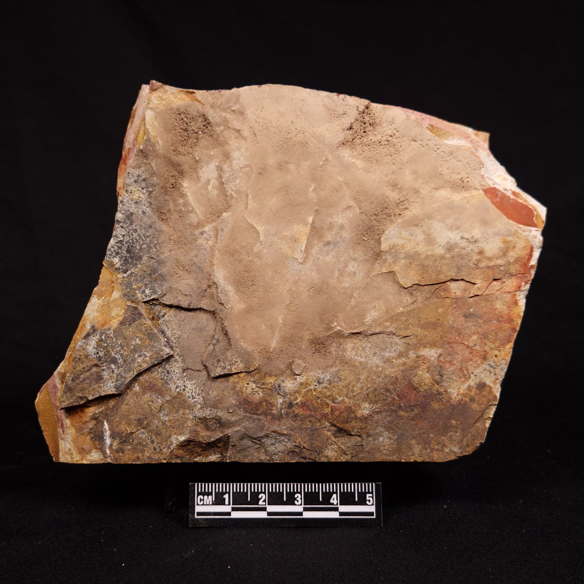 GLOSSOPTERIS BROWNIANA LEAF FOSSIL, Permian, Australia YLF024