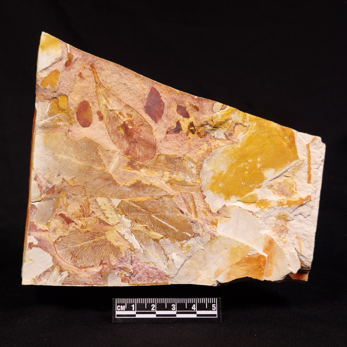 GLOSSOPTERIS BROWNIANA LEAF FOSSIL, Permian, Australia YLF025