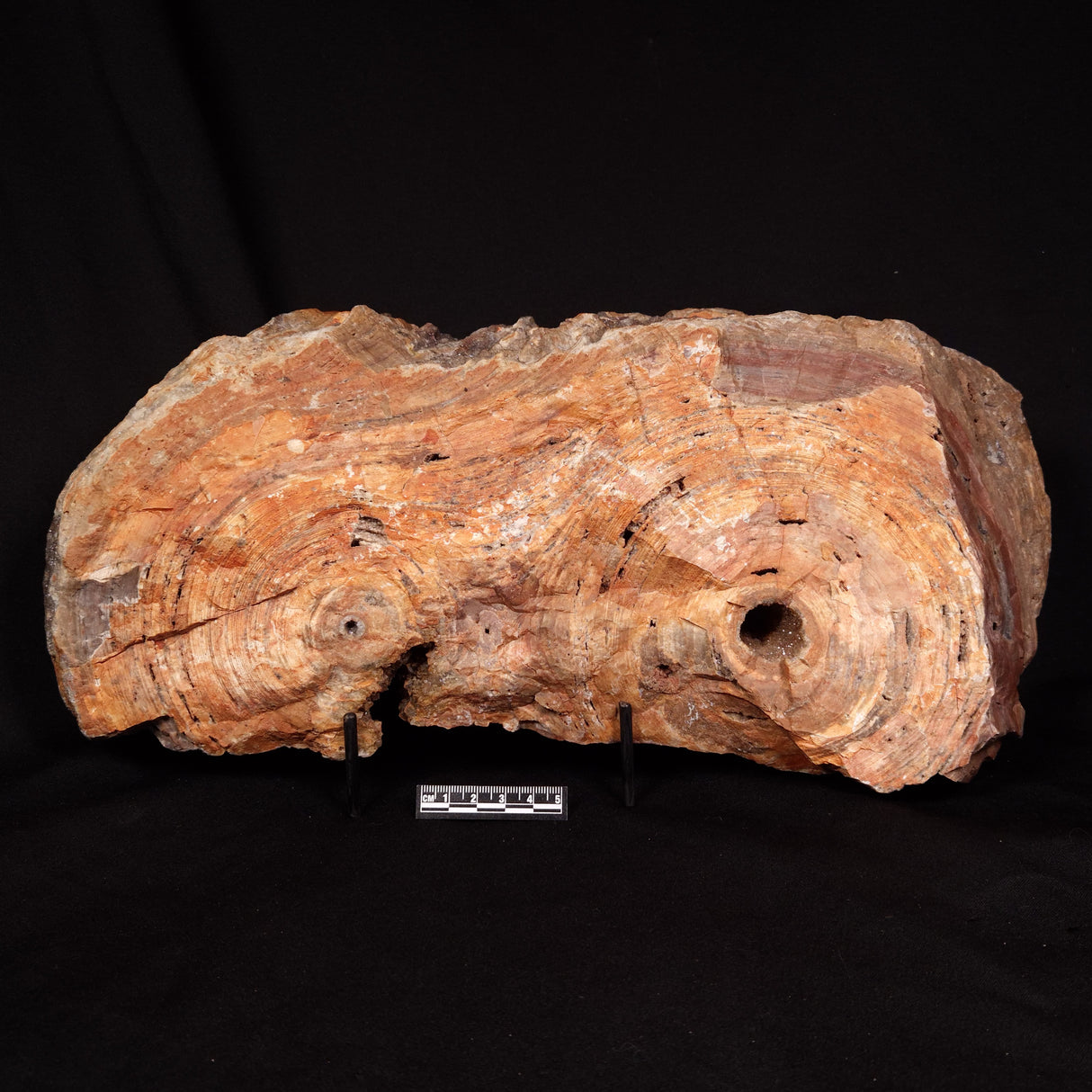 CONOPHYTON BASALTICUM STROMATOLITE, Australia ZCB035