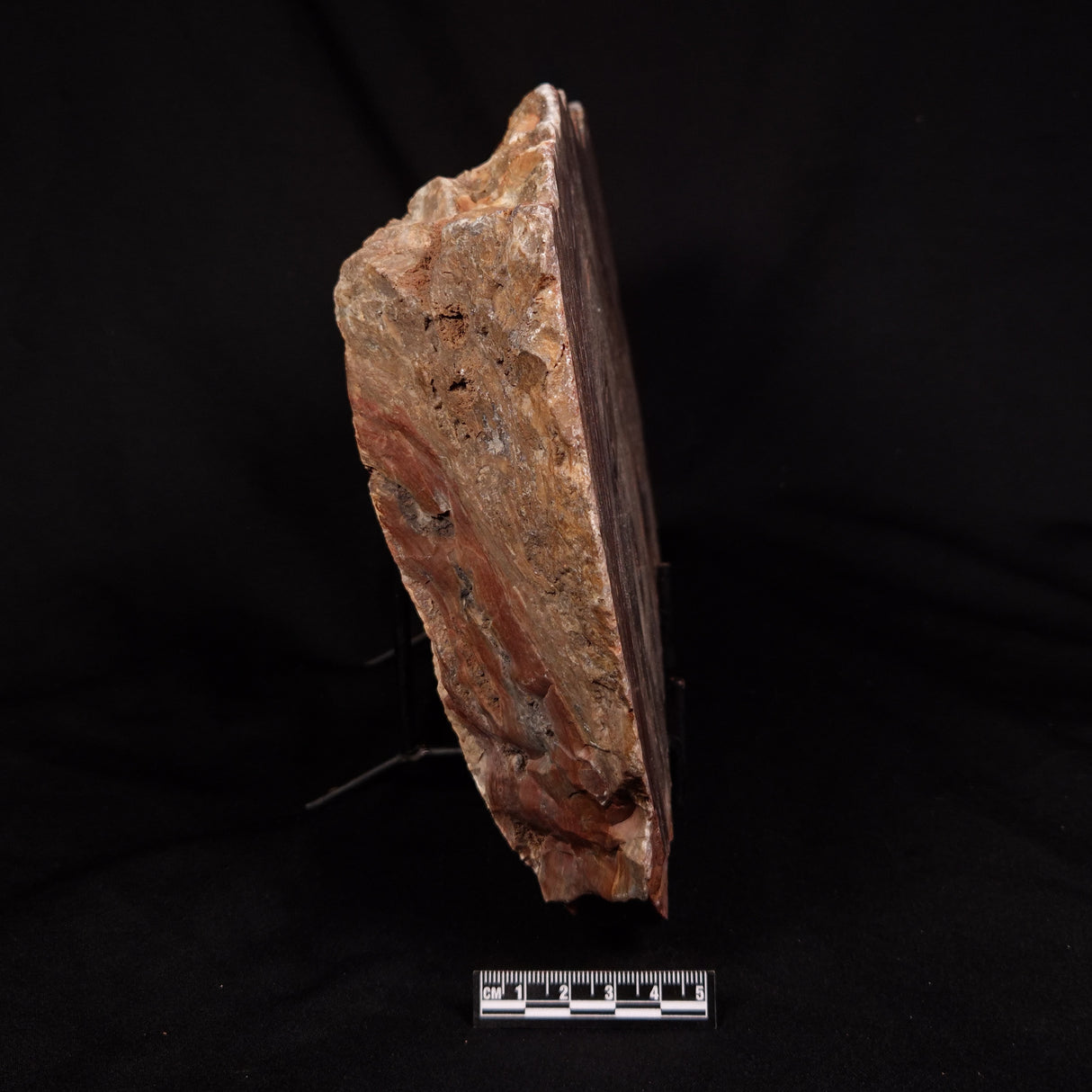 CONOPHYTON BASALTICUM STROMATOLITE, Australia ZCB035
