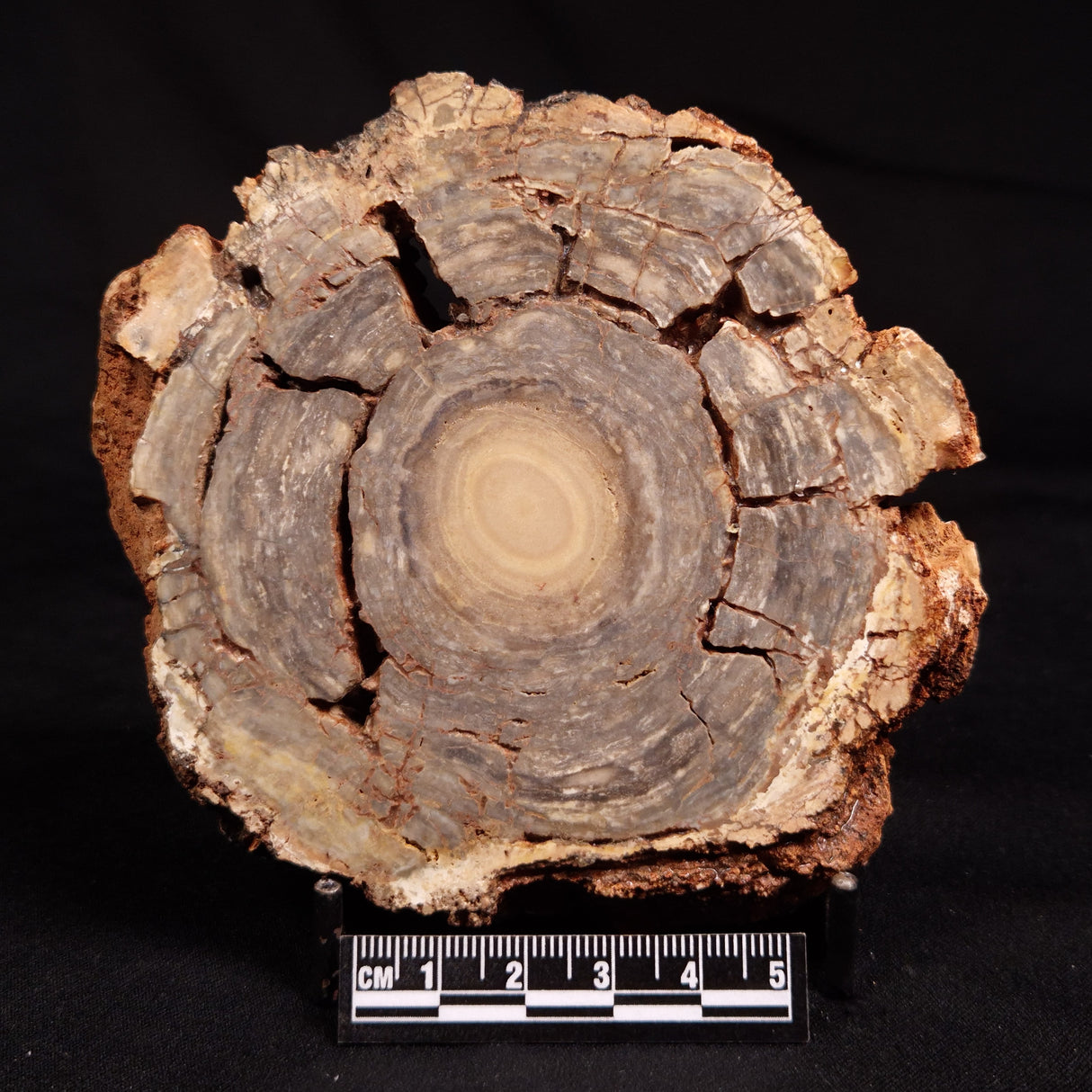 CONOPHYTON BASALTICUM STROMATOLITE, Australia ZCB036