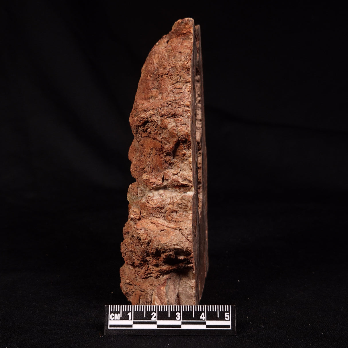 CONOPHYTON SP STROMATOLITE, Australia ZCB037