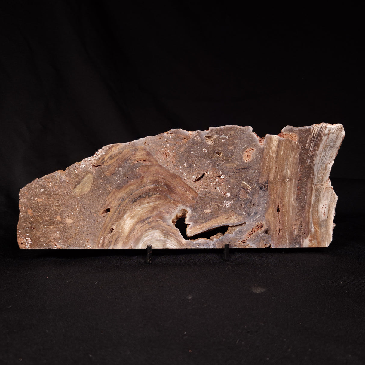 CONOPHYTON BASALTICUM STROMATOLITE, Australia ZCB038
