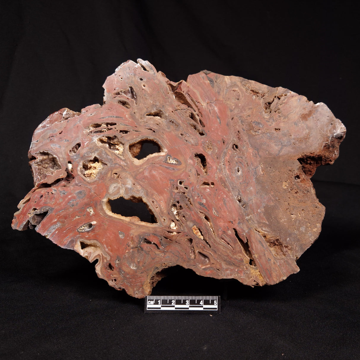 CONOPHYTON BASALTICUM STROMATOLITE, Australia ZCB040