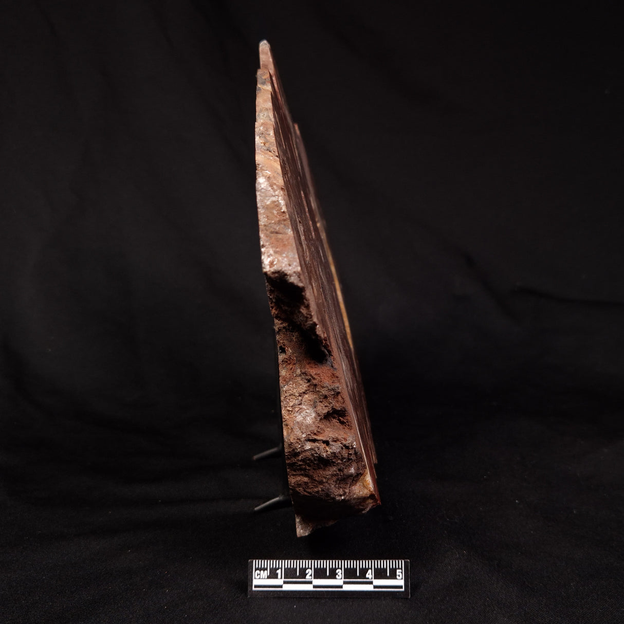 CONOPHYTON BASALTICUM STROMATOLITE, Australia ZCB040