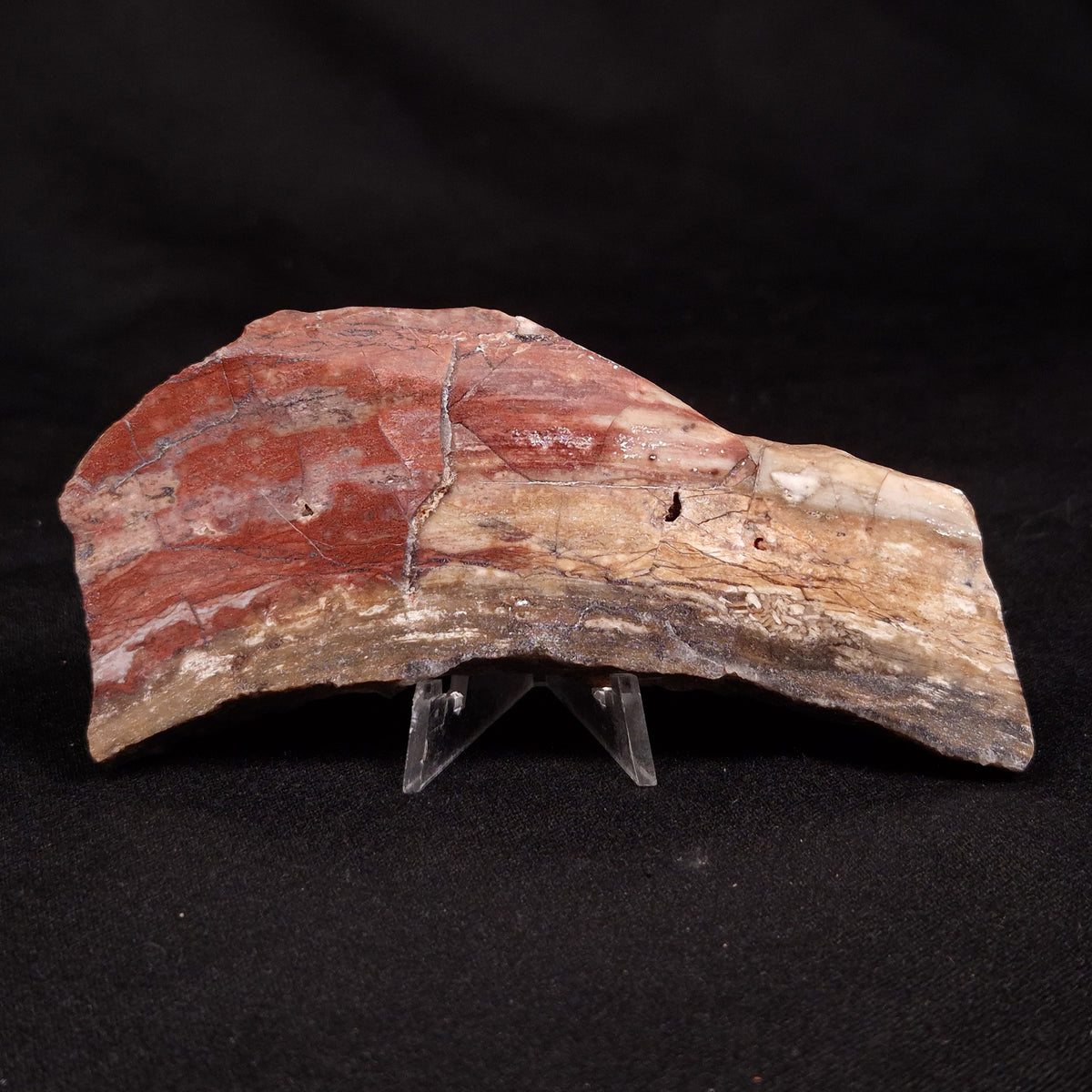 CONOPHYTON BASALTICUM STROMATOLITE, Australia ZCB043