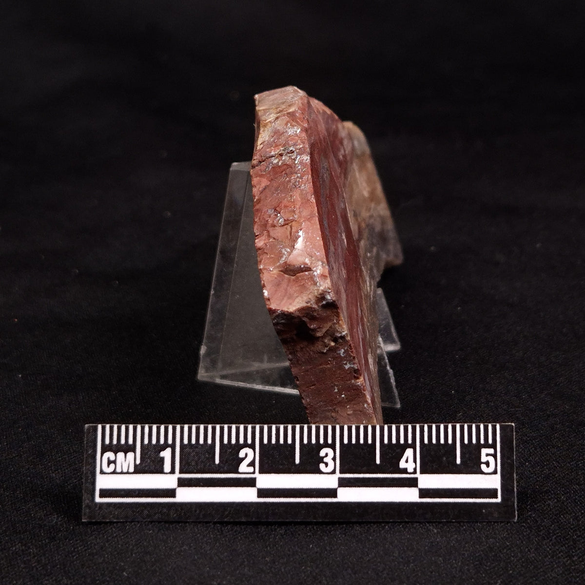 CONOPHYTON BASALTICUM STROMATOLITE, Australia ZCB043