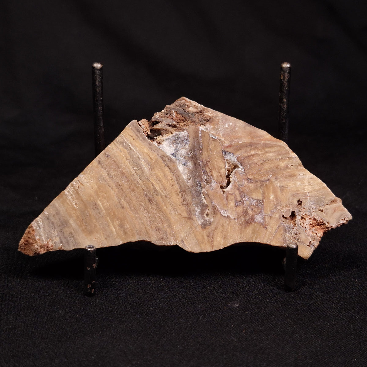 CONOPHYTON BASALTICUM STROMATOLITE, Australia ZCB044