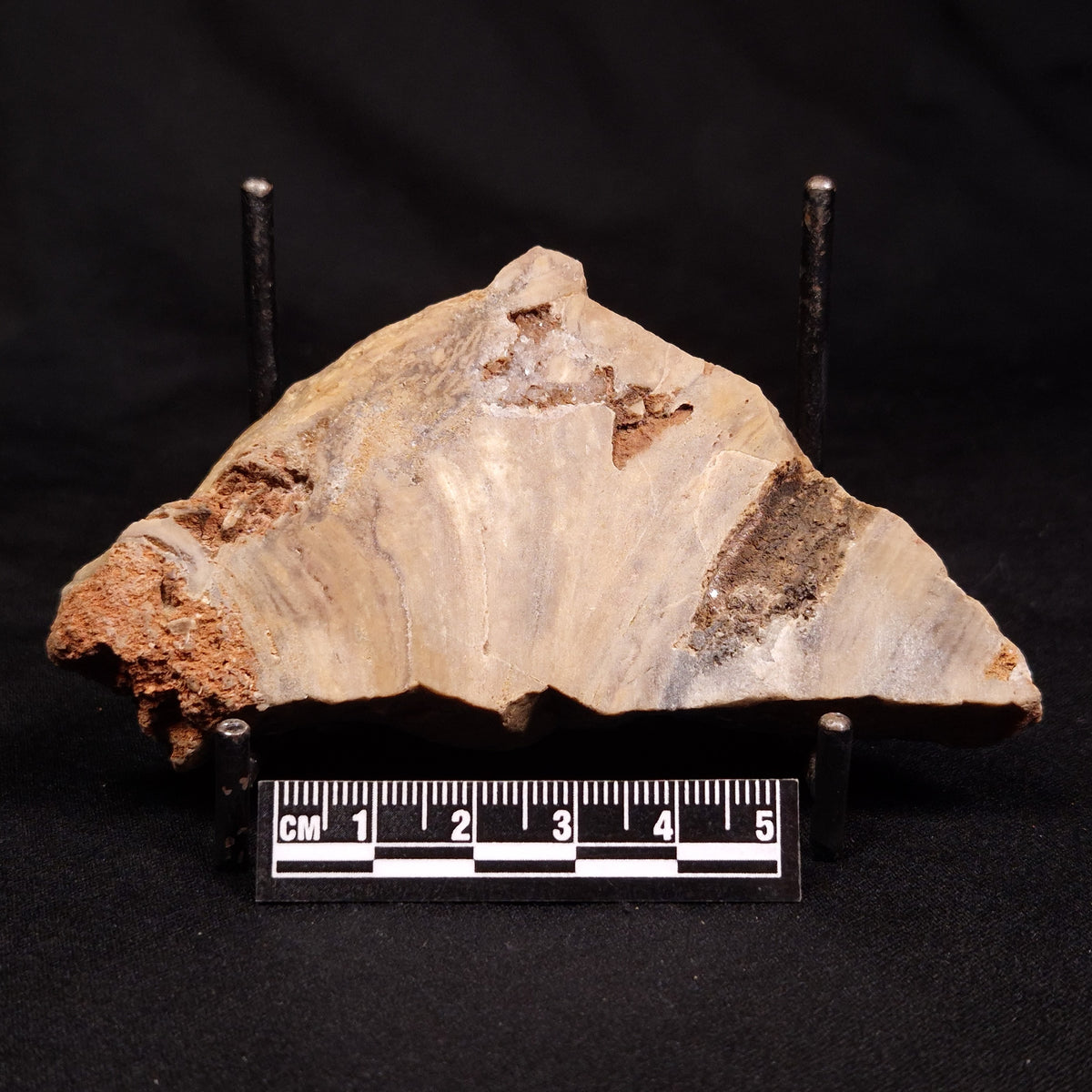 CONOPHYTON BASALTICUM STROMATOLITE, Australia ZCB044