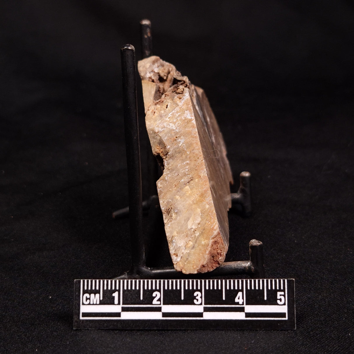 CONOPHYTON BASALTICUM STROMATOLITE, Australia ZCB044
