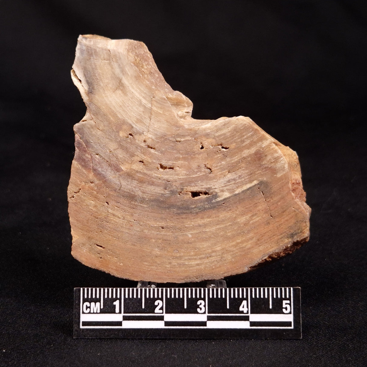 CONOPHYTON BASALTICUM STROMATOLITE, Australia ZCB045