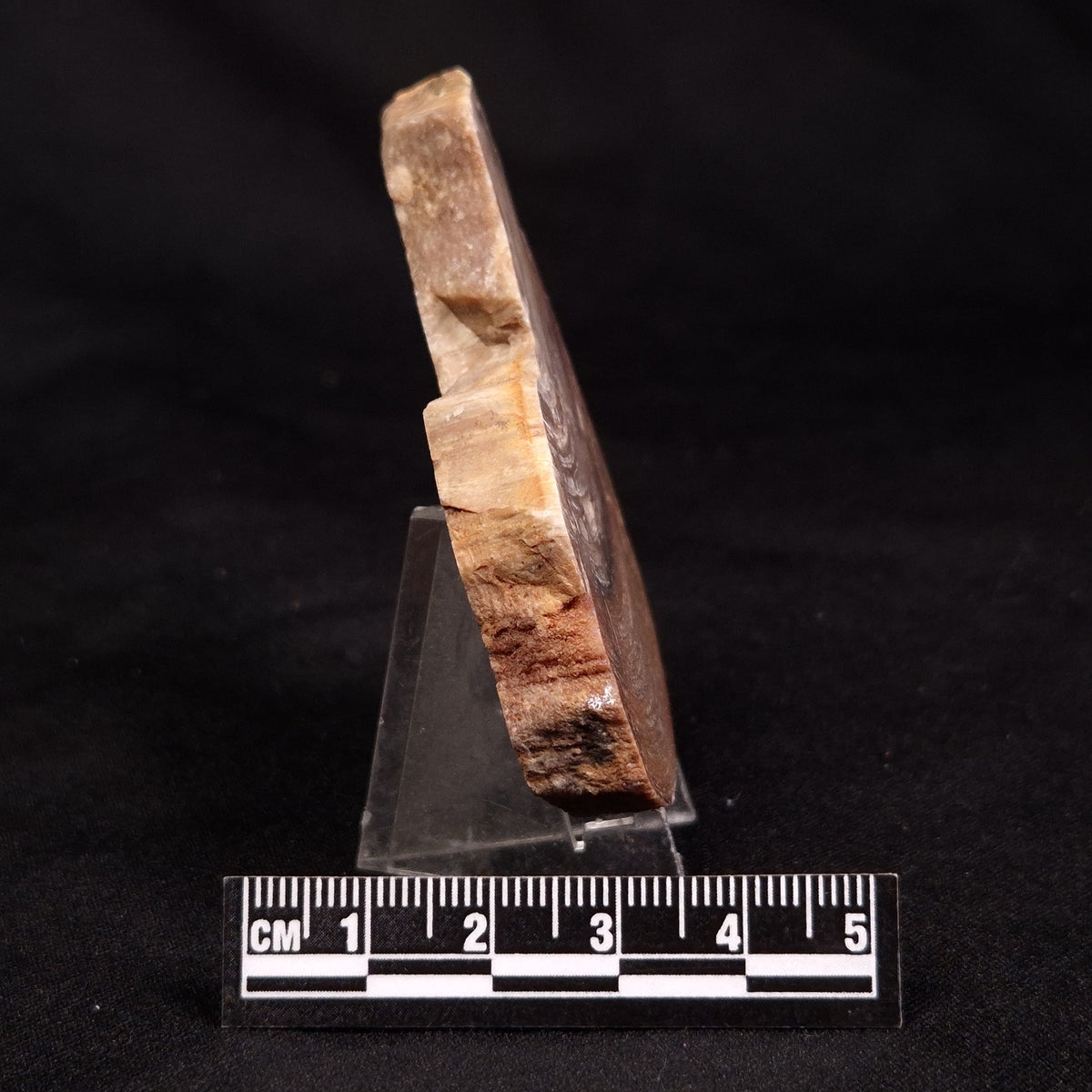 CONOPHYTON BASALTICUM STROMATOLITE, Australia ZCB045
