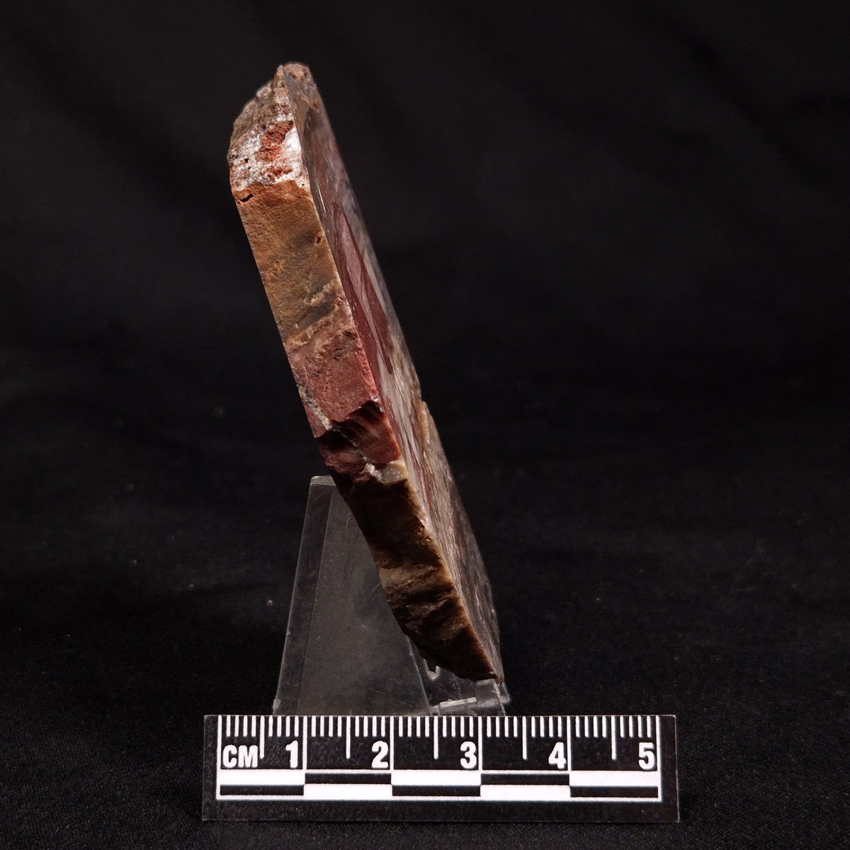 CONOPHYTON BASALTICUM STROMATOLITE, Australia ZCB046