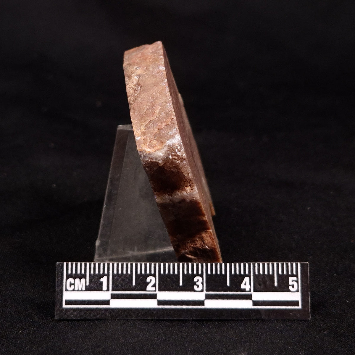 CONOPHYTON BASALTICUM STROMATOLITE, Australia ZCB047