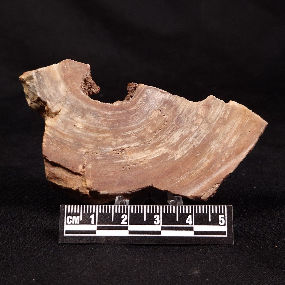 CONOPHYTON BASALTICUM STROMATOLITE, Australia ZCB049